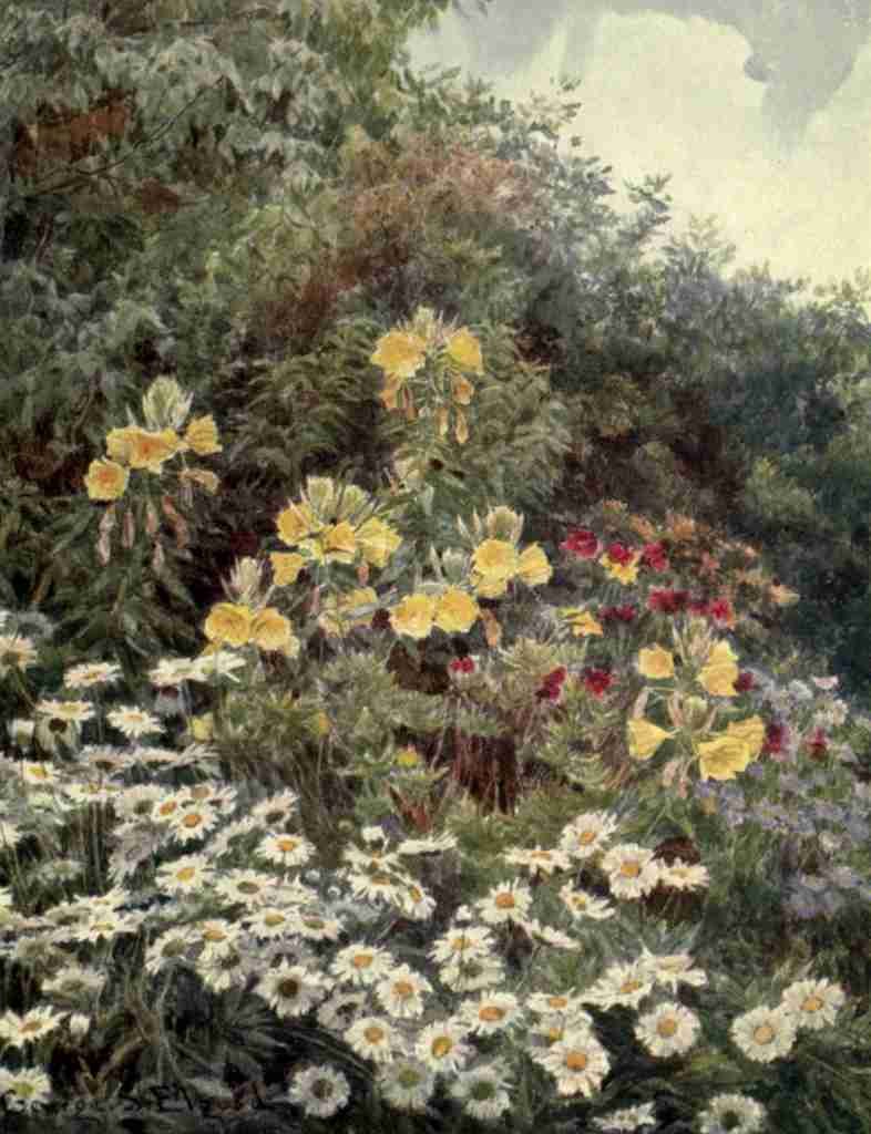 Elgood George S 1851 1943 The Garden that I Love 1906 Evening Primrose A4 Photo Print