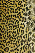 Endpaper British Central Africa 1897 Leopard print 2 A4 Photo Print