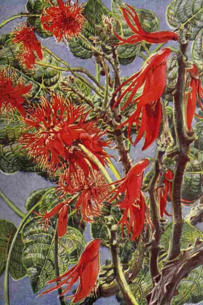 Endpaper The Uganda Protectorate 1902 Flora A4 Photo Print