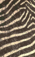 Endpaper The game animals of Africa 1908 Zebra print 1 A4 Photo Print