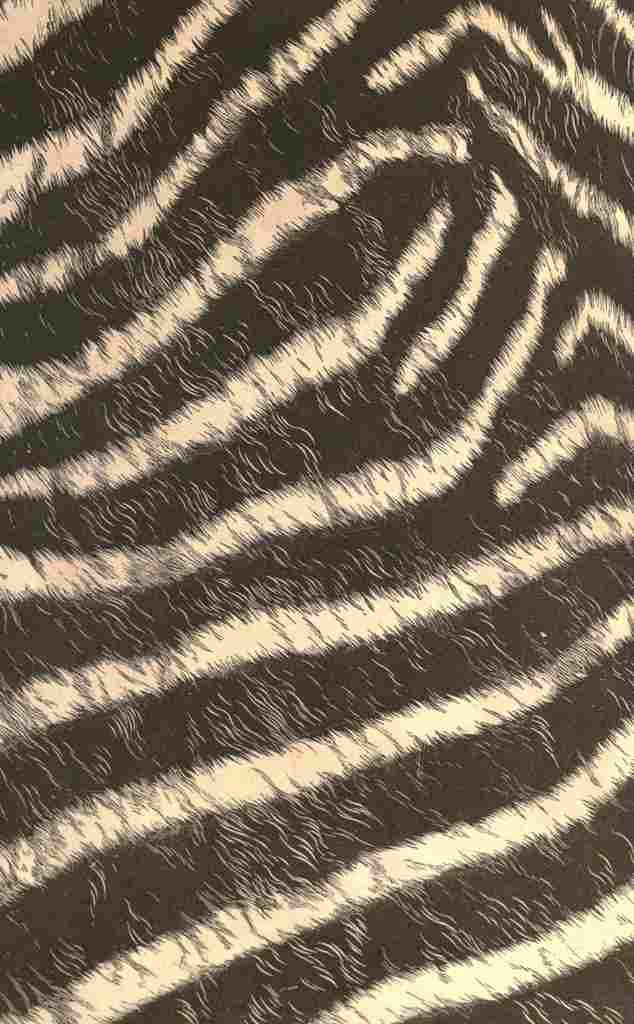 Endpaper The game animals of Africa 1908 Zebra print 1 A4 Photo Print
