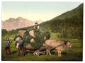 Engadine carrying hay in the Engadine Grisons Vintage A4 Photo Print