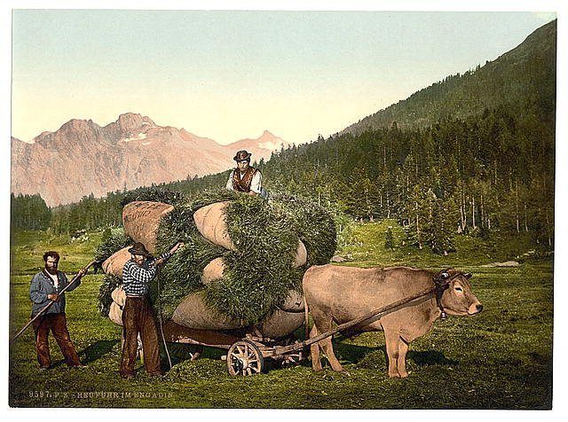 Engadine carrying hay in the Engadine Grisons Vintage A4 Photo Print