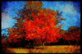 England Countryside 298002 Beech Tree In Autumn A4 Limited Edition Watercolour Print