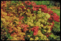 England Countryside 298006 Azaleas A4 Limited Edition Watercolour Print