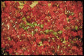 England Countryside 298007 Virginia Creeper A4 Limited Edition Watercolour Print