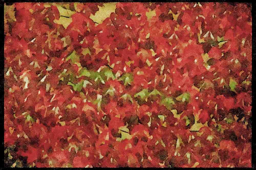 England Countryside 298007 Virginia Creeper A4 Limited Edition Watercolour Print