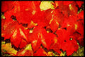 England Countryside 298008 Virginia Creeper A4 Limited Edition Watercolour Print