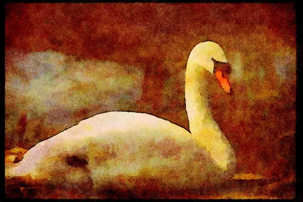 England Countryside 298017 Swan A4 Limited Edition Watercolour Print