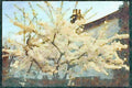 England Countryside 298018 Cherry Blossom A4 Limited Edition Watercolour Print