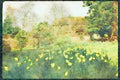 England Countryside 298019 Daffodils And Magnolia Tree A4 Limited Edition Watercolour Print