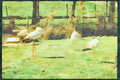 England Countryside 298023 Storks A4 Limited Edition Watercolour Print