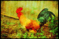 England Countryside 298030 Bantam Rooster A4 Limited Edition Watercolour Print