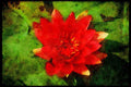 England Countryside 298031 Pink Water Lily A4 Limited Edition Watercolour Print