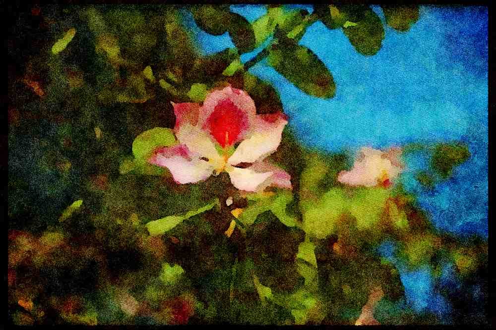 England Countryside 298032 Magnolia Flower A4 Limited Edition Watercolour Print