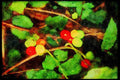England Countryside 298037 Autumn Berries A4 Limited Edition Watercolour Print