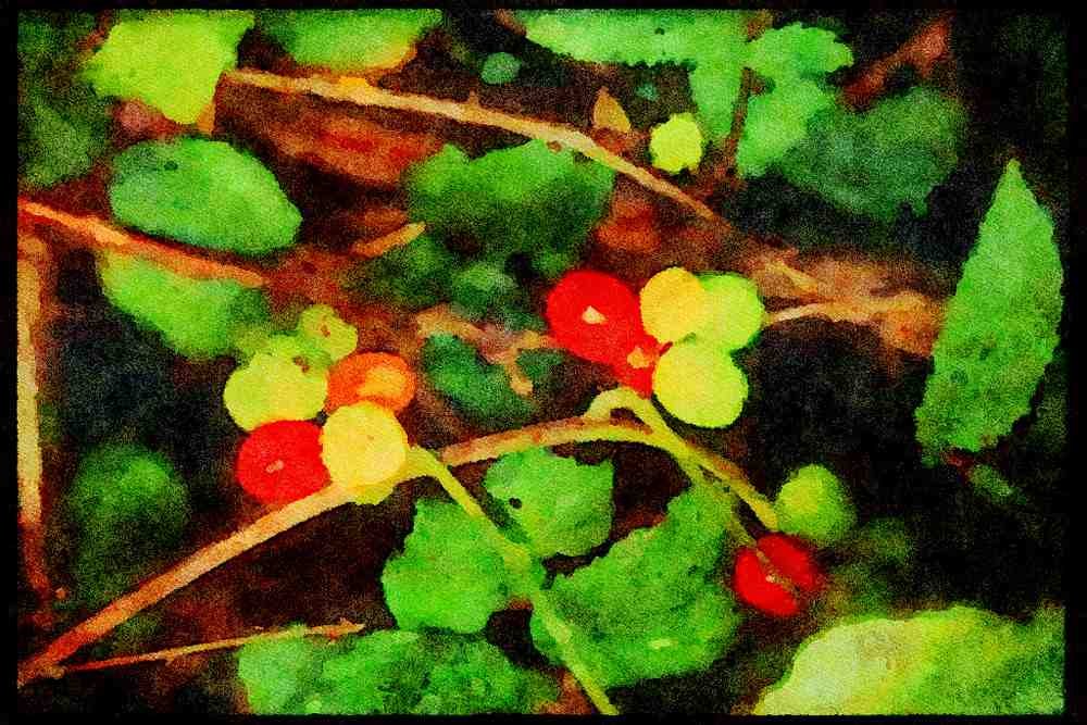 England Countryside 298037 Autumn Berries A4 Limited Edition Watercolour Print