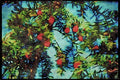 England Countryside 298038 Cyprus Tree Berries A4 Limited Edition Watercolour Print