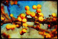 England Countryside 298040 Yellow Berries A4 Limited Edition Watercolour Print
