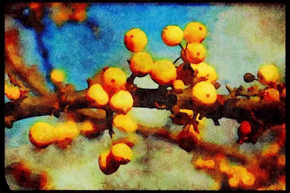 England Countryside 298040 Yellow Berries A4 Limited Edition Watercolour Print