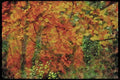 England Countryside 298042 Autumn Scene, Dartmore A4 Limited Edition Watercolour Print