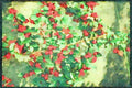 England Countryside 298045 Autumn Berries A4 Limited Edition Watercolour Print