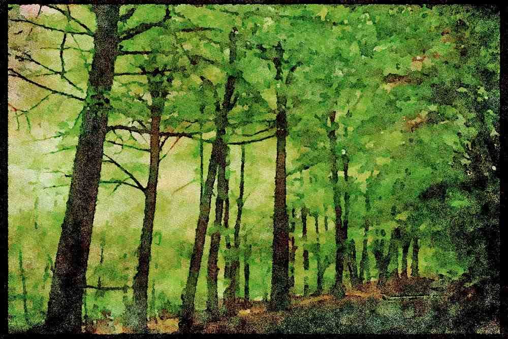 England Countryside 298051 Pink Cloavenue Of Trees In Spring, Ashridge A4 Limited Edition Watercolour Print