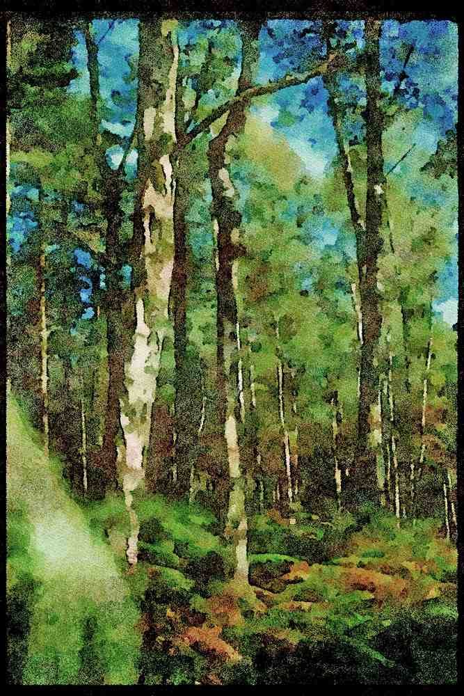 England Countryside 298056 Birches, Ashpley Heath Woods A4 Limited Edition Watercolour Print