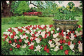 England Countryside 298060 Red And White Tulips, Kew Gardens A4 Limited Edition Watercolour Print