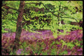 England Countryside 298067 Bluebells, Kew Gardens A4 Limited Edition Watercolour Print