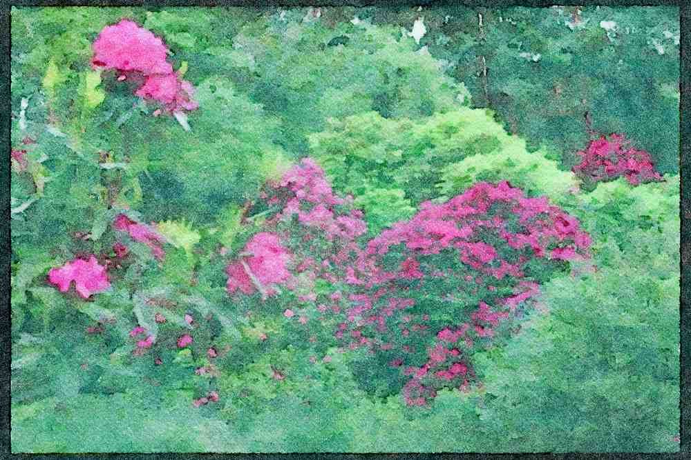 England Countryside 298084 Rhododendroms, Brickhill Woods A4 Limited Edition Watercolour Print