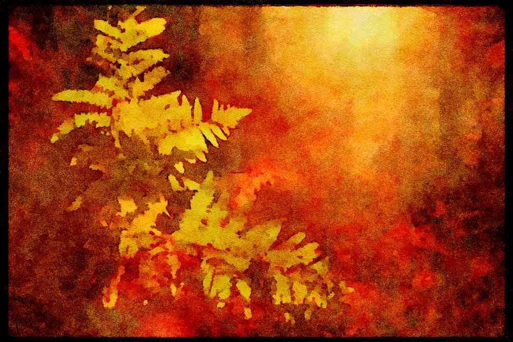 England Countryside 298087 Backlit Ferns In Autumn, Ashpley Heath Woods A4 Limited Edition Watercolour Print