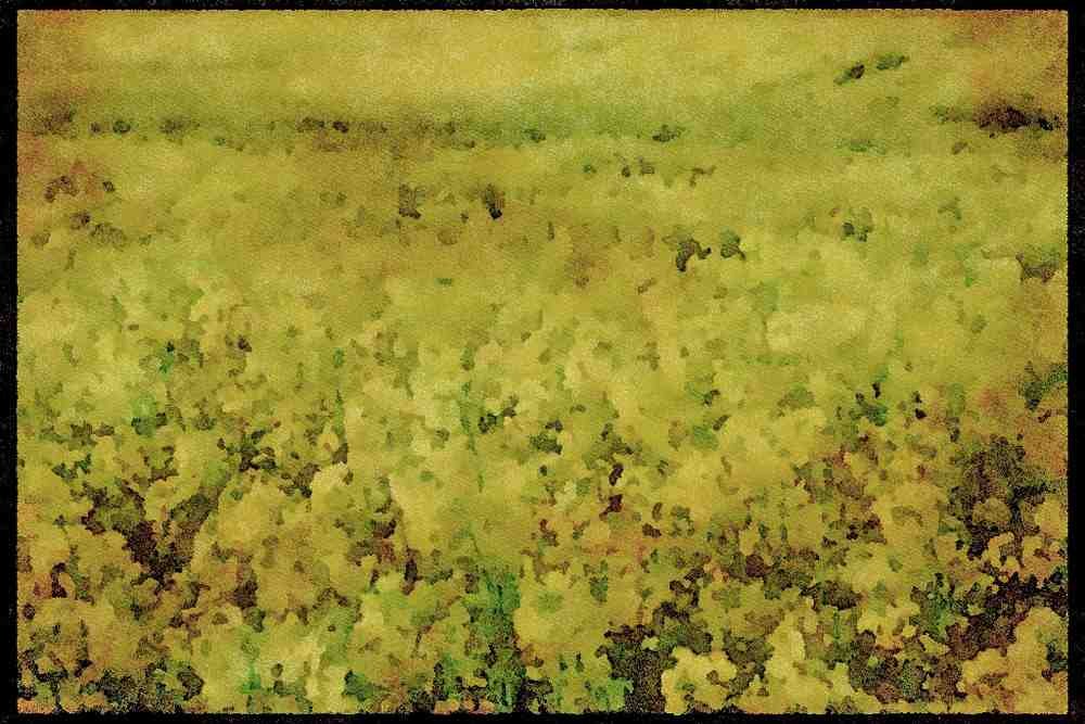 England Countryside 298088 Rapeseed Crop In Cranfield A4 Limited Edition Watercolour Print