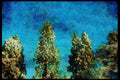 England Countryside 298090 Pine Trees In Snow, Ashpley Heath Woods A4 Limited Edition Watercolour Print
