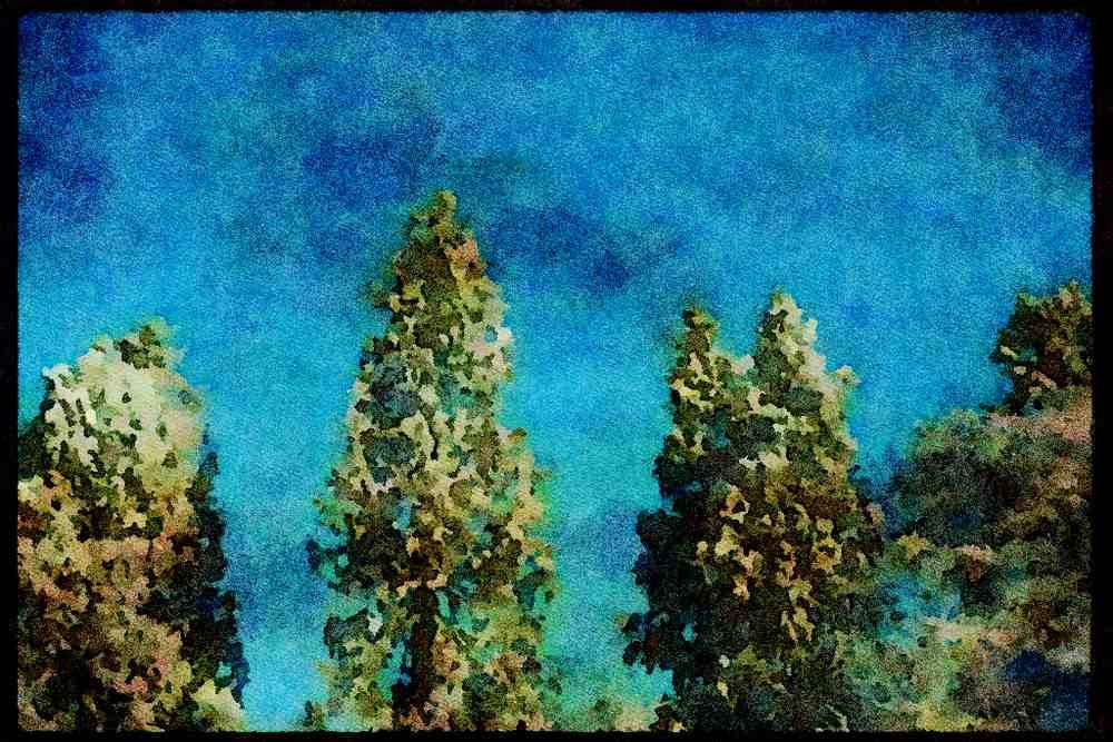 England Countryside 298090 Pine Trees In Snow, Ashpley Heath Woods A4 Limited Edition Watercolour Print