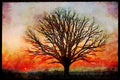 England Countryside 298098 Umbrella Tree, Salford A4 Limited Edition Watercolour Print