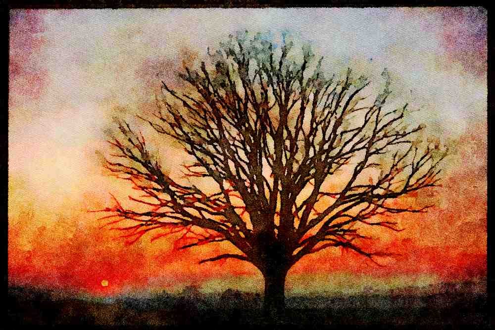 England Countryside 298098 Umbrella Tree, Salford A4 Limited Edition Watercolour Print