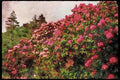 England Countryside 298099 Rhododendrons, Brickhill Woods A4 Limited Edition Watercolour Print