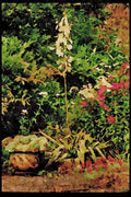 English Country Gardens UK GB 131056 Yucca In Flower, Also Phlox, Accilia _The Pearl_ A4 Limited Edition Watercolour Print