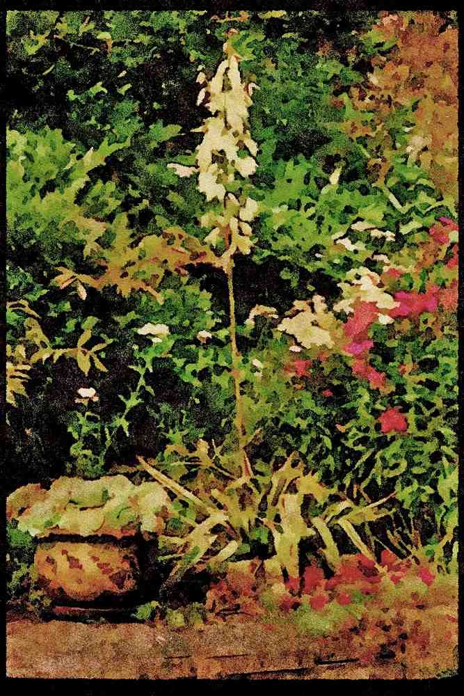 English Country Gardens UK GB 131056 Yucca In Flower, Also Phlox, Accilia _The Pearl_ A4 Limited Edition Watercolour Print