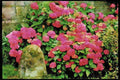English Country Gardens UK GB 131066 Hydrangea Macrophylla Next To Milestone A4 Limited Edition Watercolour Print