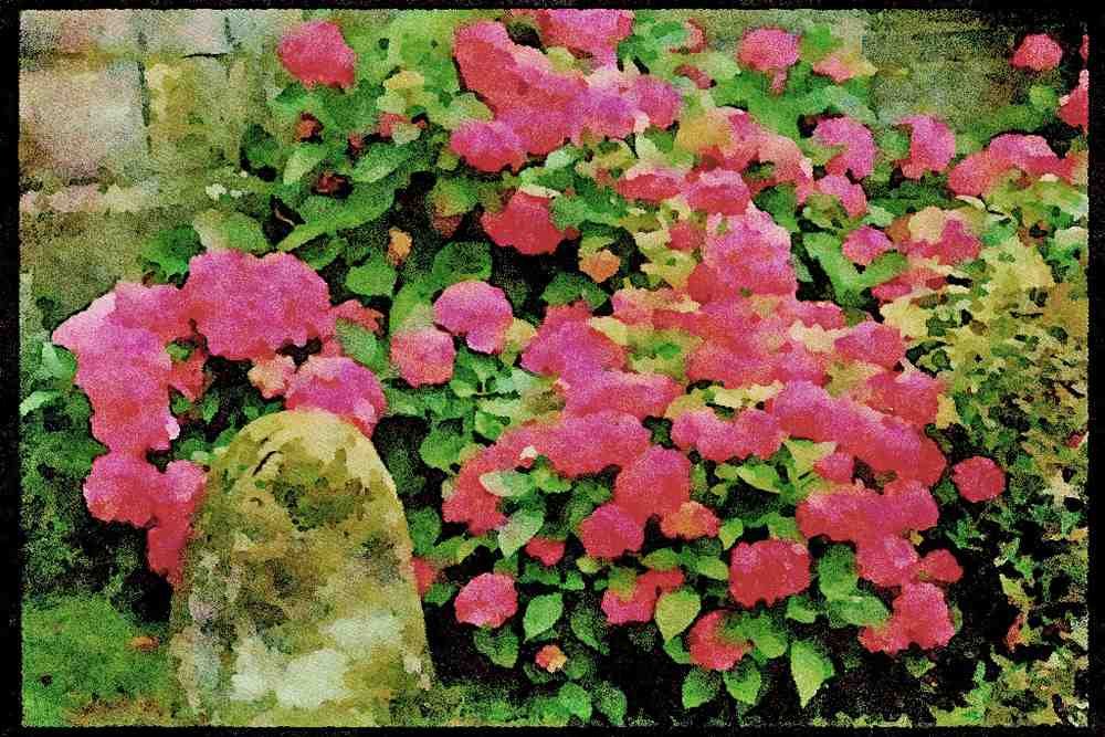 English Country Gardens UK GB 131066 Hydrangea Macrophylla Next To Milestone A4 Limited Edition Watercolour Print