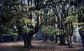 Essex High Beech Beeches in Epping Forest c1910 Vintage A4 Photo Print