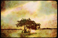 Everglades USA 311098 Mangrove And Birds A4 Limited Edition Watercolour Print