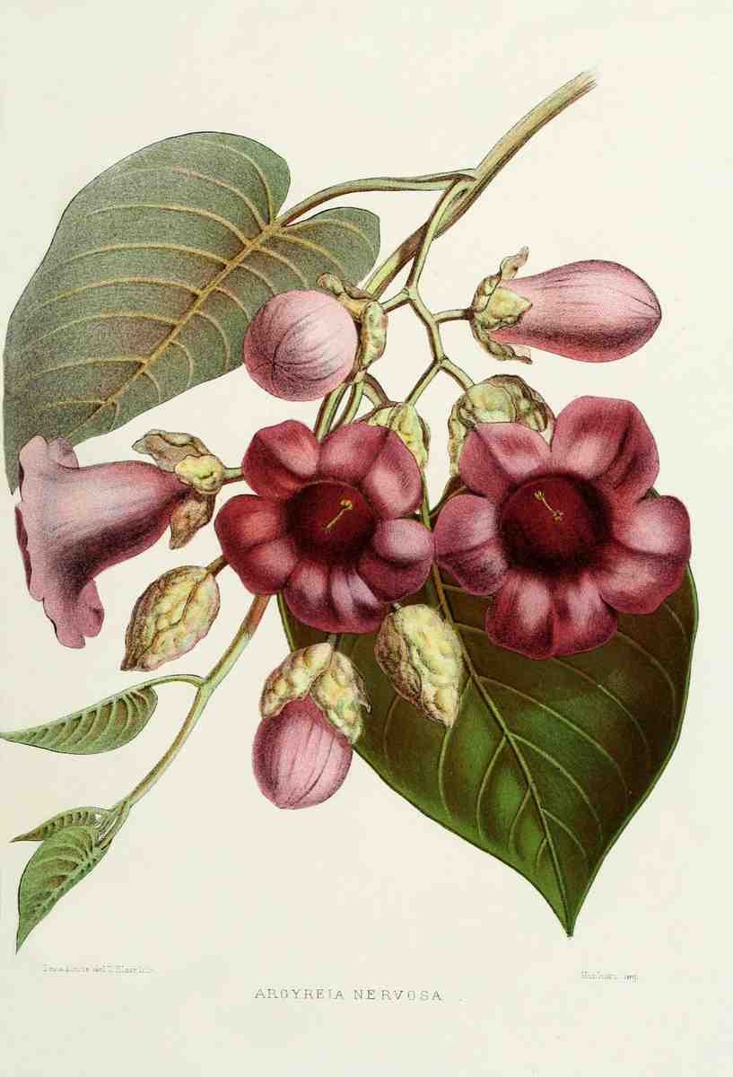 Familiar Indian Flowers 1878 Argyreia Nervosa A4 Photo Print