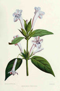 Familiar Indian Flowers 1878 Barleria Cristata A4 Photo Print