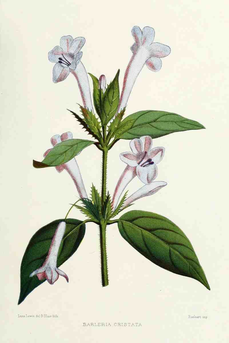 Familiar Indian Flowers 1878 Barleria Cristata A4 Photo Print