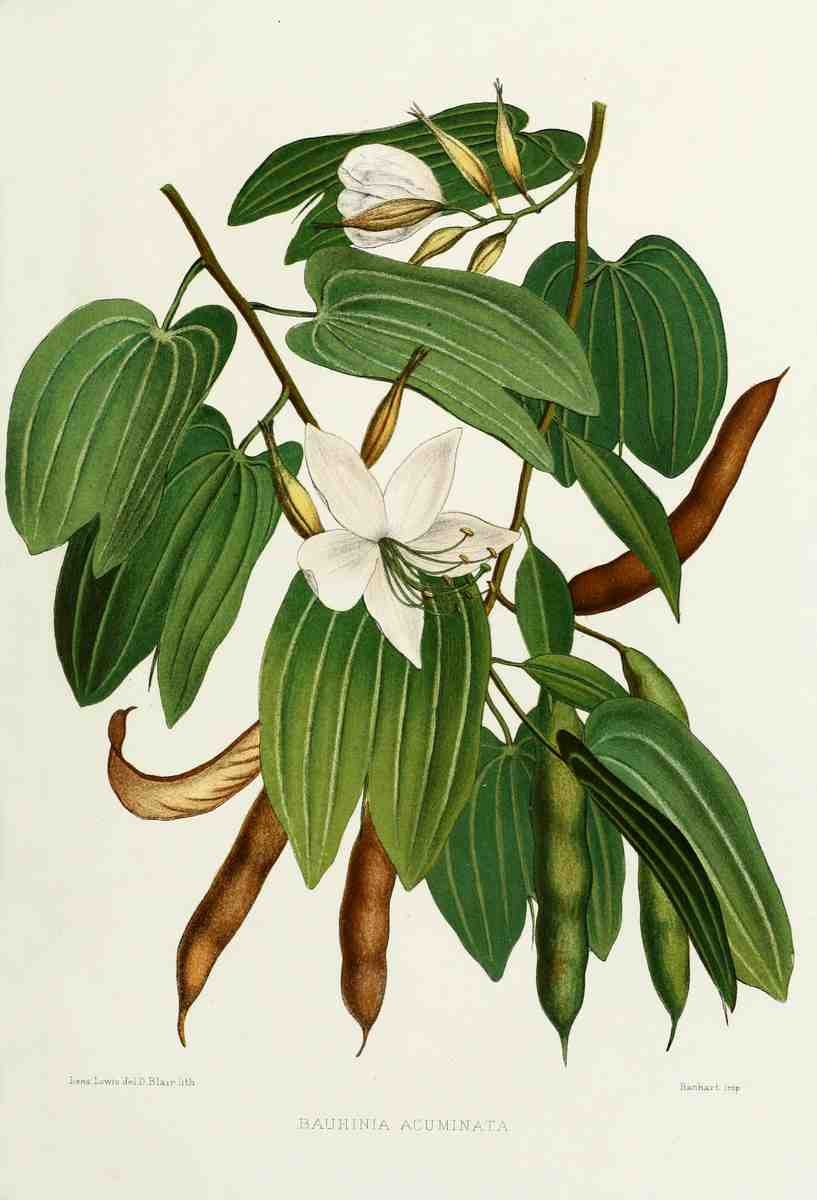Familiar Indian Flowers 1878 Bauhinia Acuminata A4 Photo Print