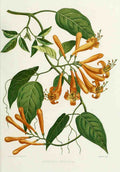 Familiar Indian Flowers 1878 Bignonia Venusta A4 Photo Print