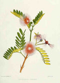 Familiar Indian Flowers 1878 Calistemon Linearis A4 Photo Print